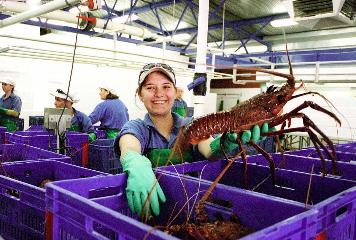 日本挪威新西兰澳大利亚,挪威向中国出口水产品