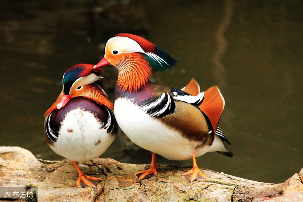 情人节表白简短暖心话,十句情人节表白语暖哭了