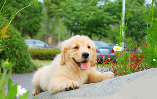 家有萌宠金毛图片大全,金毛家有萌宠