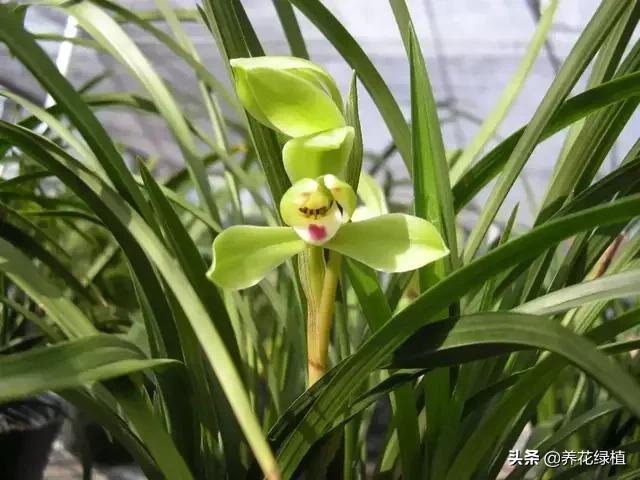 春兰怎么养又粗又好看,春兰哪种好养