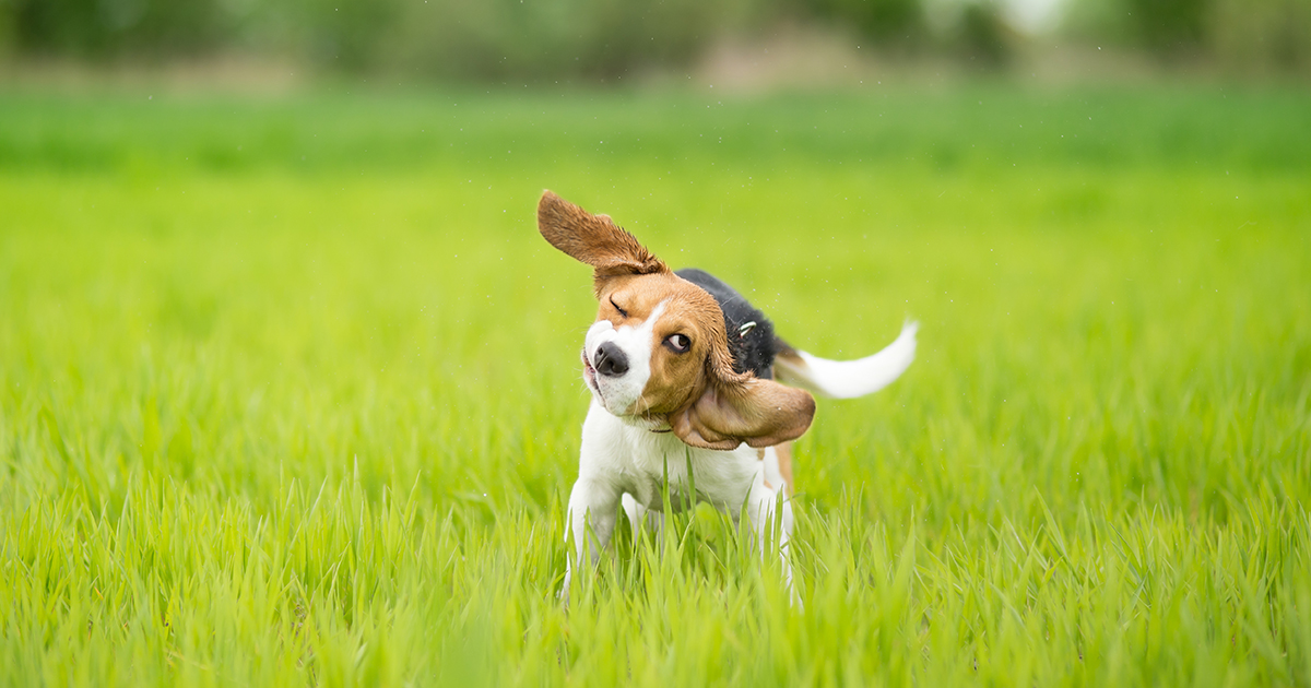 狗狗站不稳还摇晃腿发抖怎么回事,狗狗为什么会发抖抖到牙齿打颤