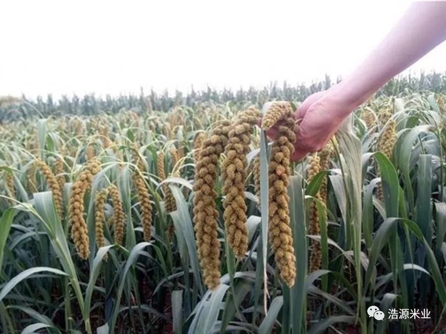 小米酒自家酿酒方法,自制发酵小米酒的制作方法