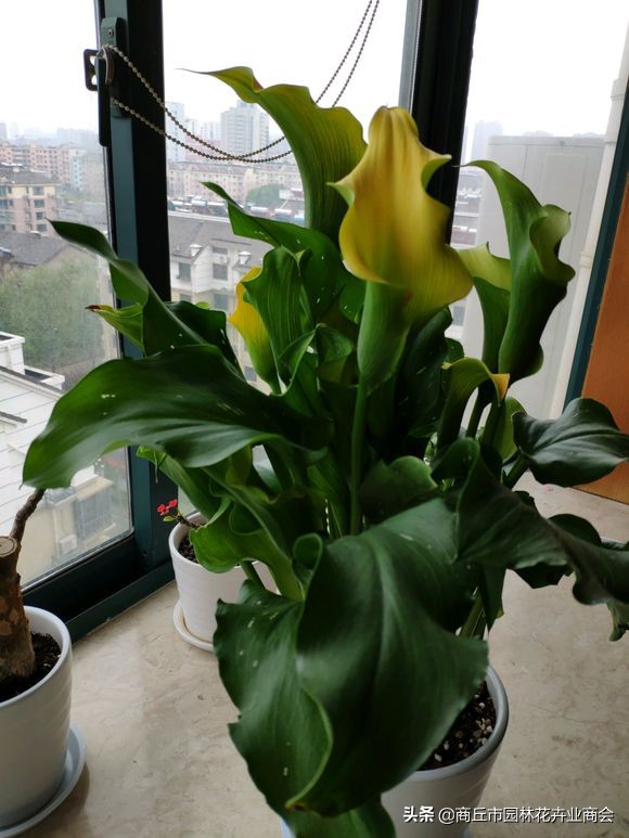 彩色马蹄莲怎么养好看,彩色马蹄莲花变成绿色了