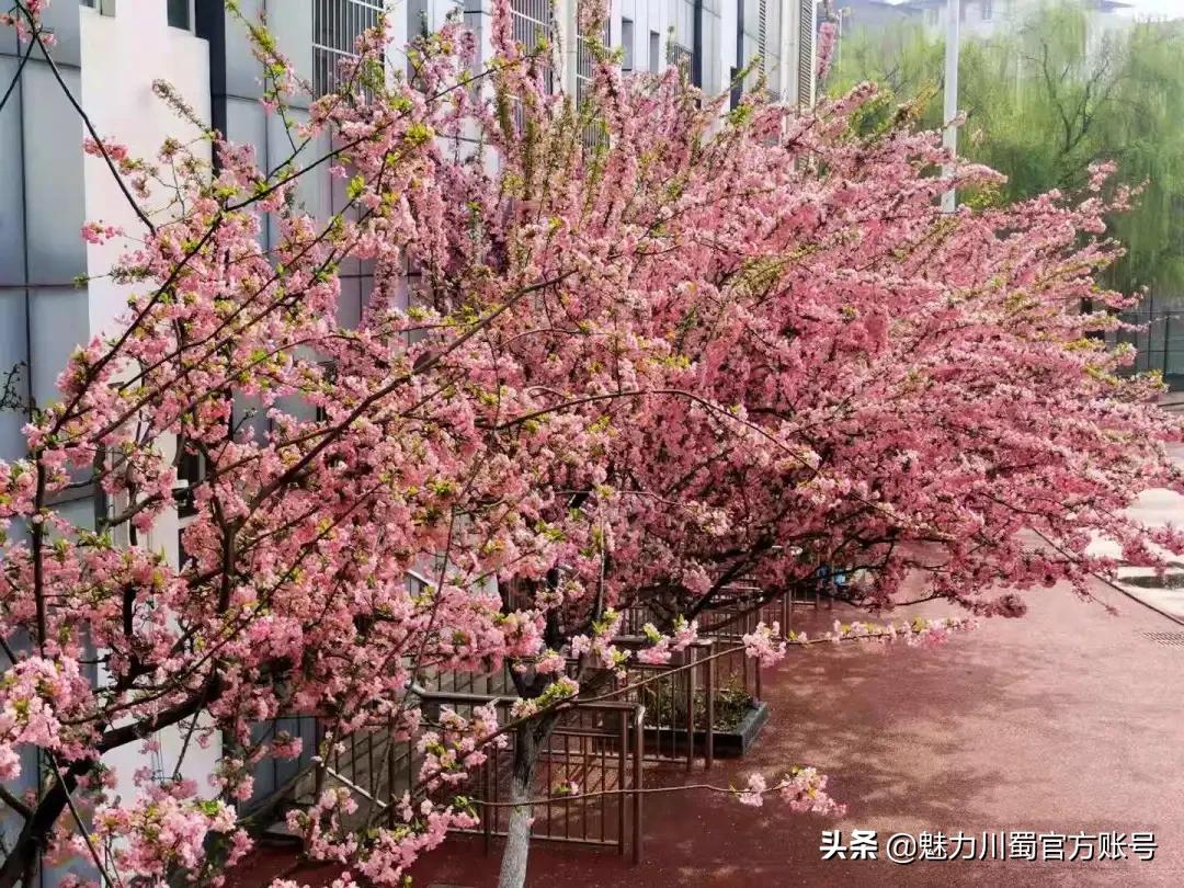 绵阳南山中学办学理念,家长评价绵阳南山中学真实水平