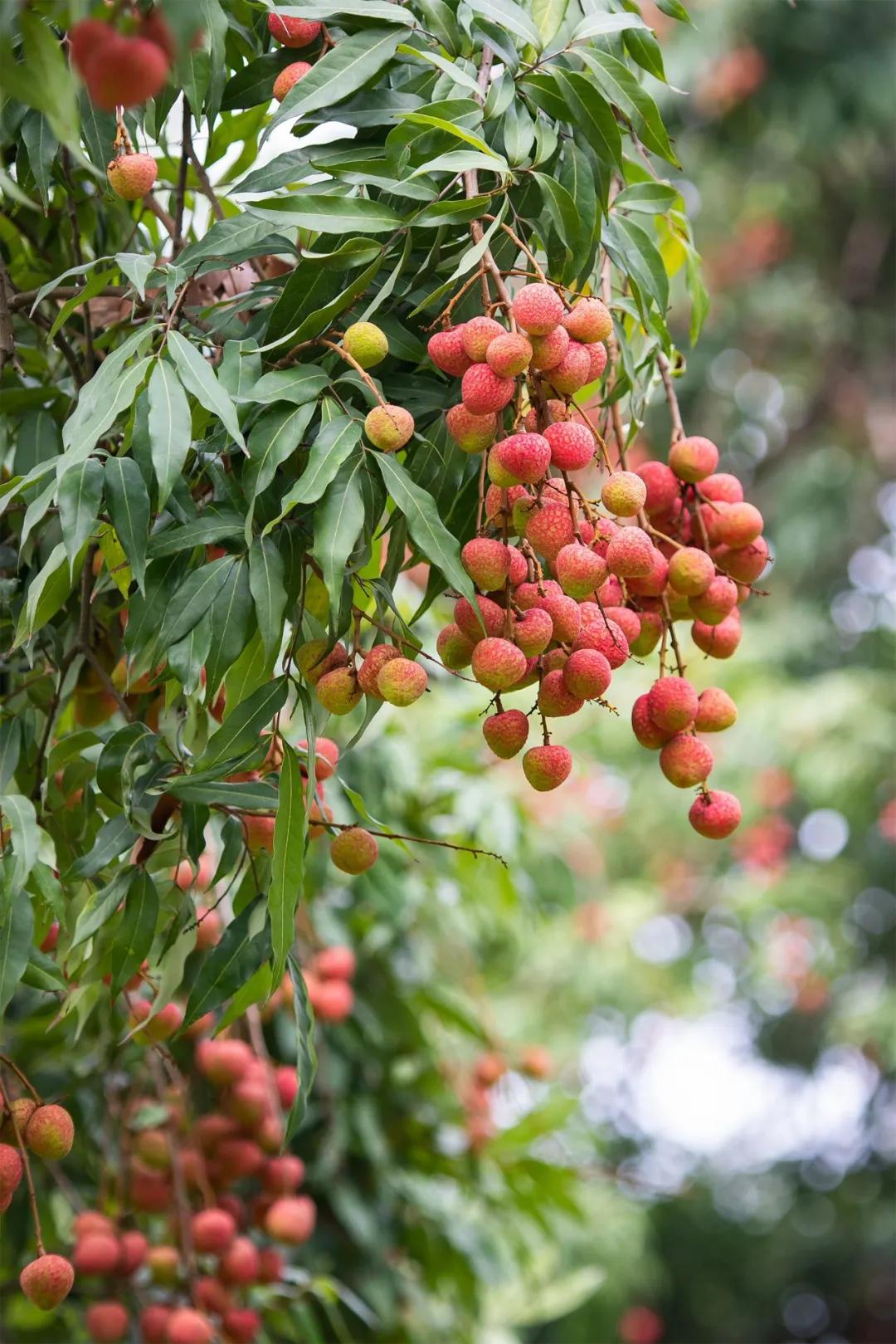 中国荔枝哪里好吃,哪个地方的荔枝最好吃最出名
