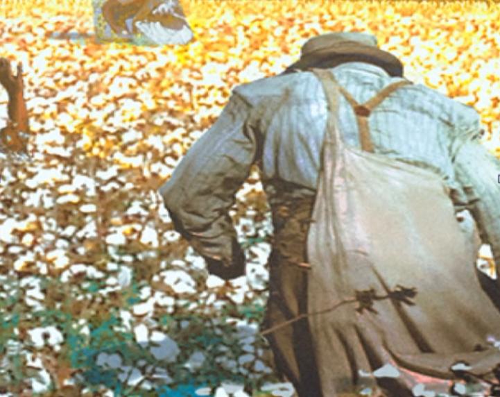 乌合麒麟血棉解析,乌合麒麟怒揭血棉真相