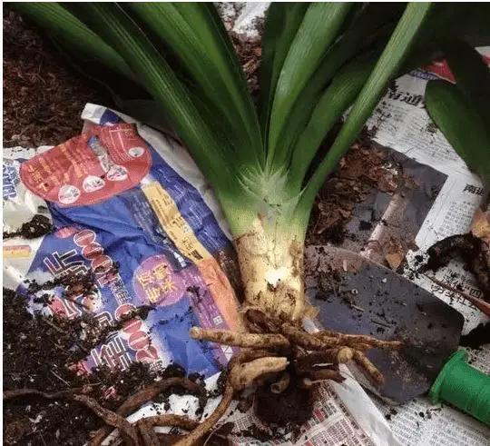 君子兰换盆注意事项和管理,君子兰换盆方法和注意事项图片