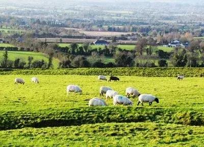 英国牛栏山儿童成长奶粉,英国婴幼儿奶粉