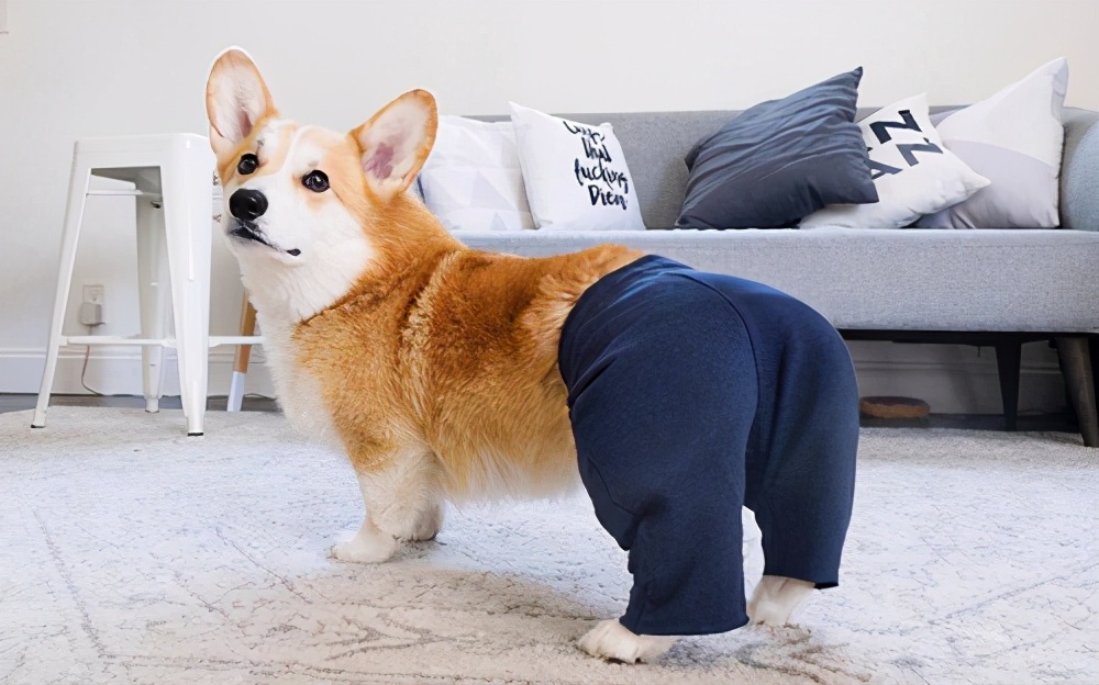 狗狗受凉感冒咳嗽,狗狗感冒咳嗽怎么办最有效