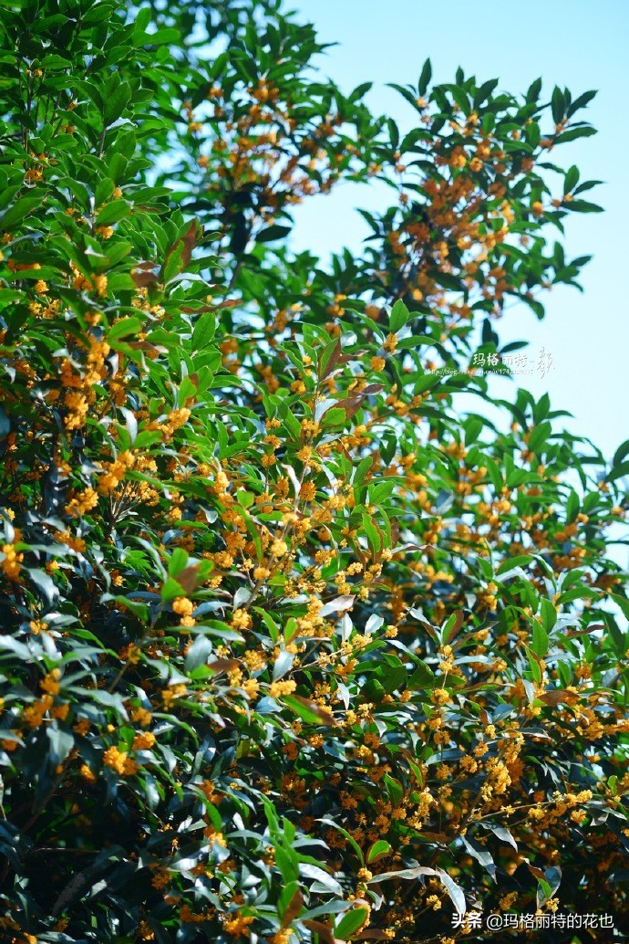 历史悠久的十大名花（海量美图），你选哪个做国花？