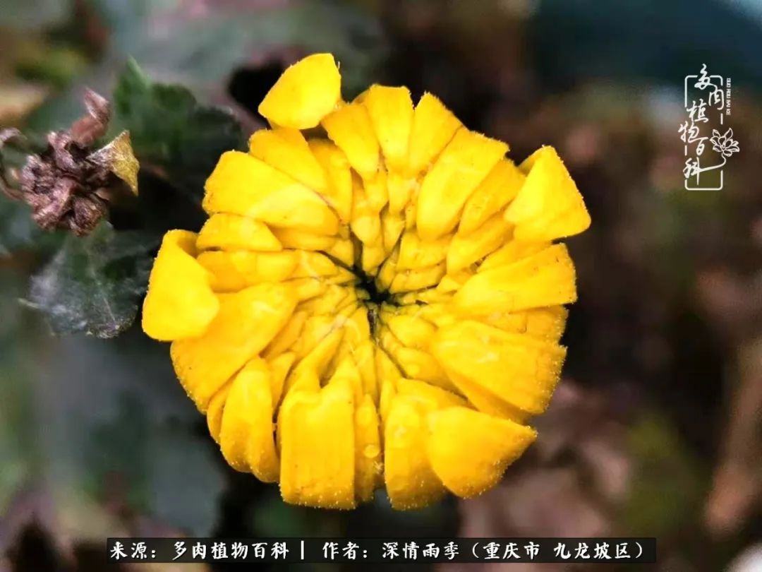 在重庆养多肉养的是一种信仰,重庆养多肉适合用什么土