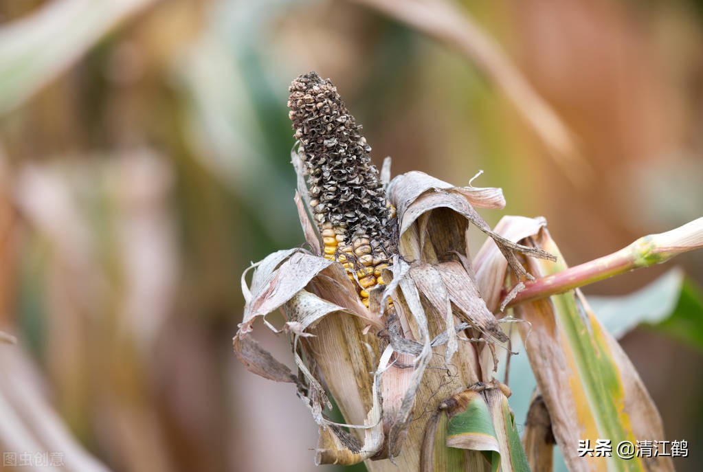 种子质量标准包括哪些,种子质量有问题造成减产怎么处理