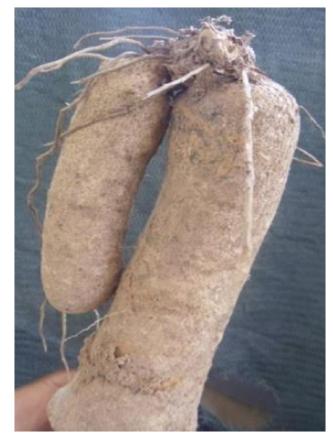 山药种苗繁殖技术,山药育苗留种技术