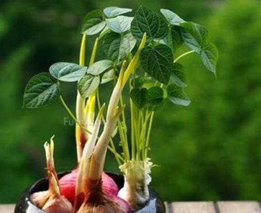 怎样种生姜好吃又简单,家庭种生姜妙招