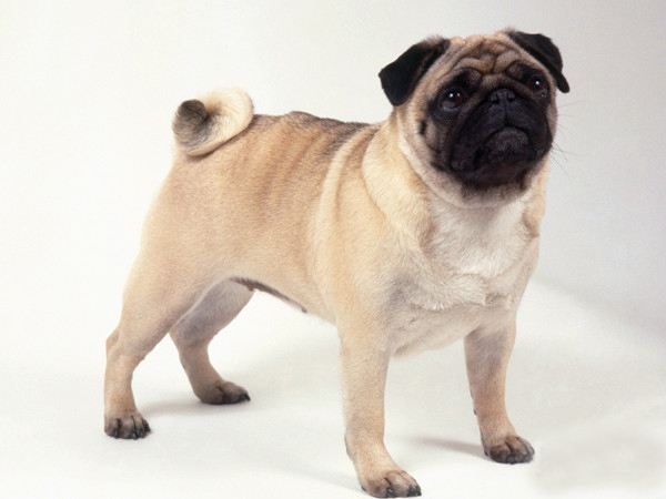 巴哥犬爱干净,巴哥犬的眼睛怎么保养