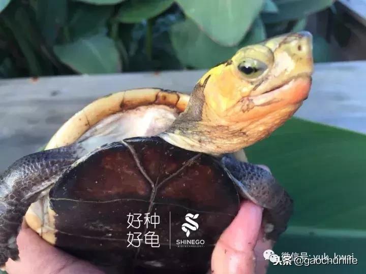 黄缘龟新手指南,怎么挑选黄缘龟