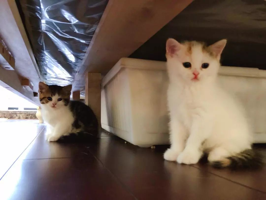 狗狗在家莫名染虫,铲屎官忧心寄生虫危害,学会三点杜绝虫害!