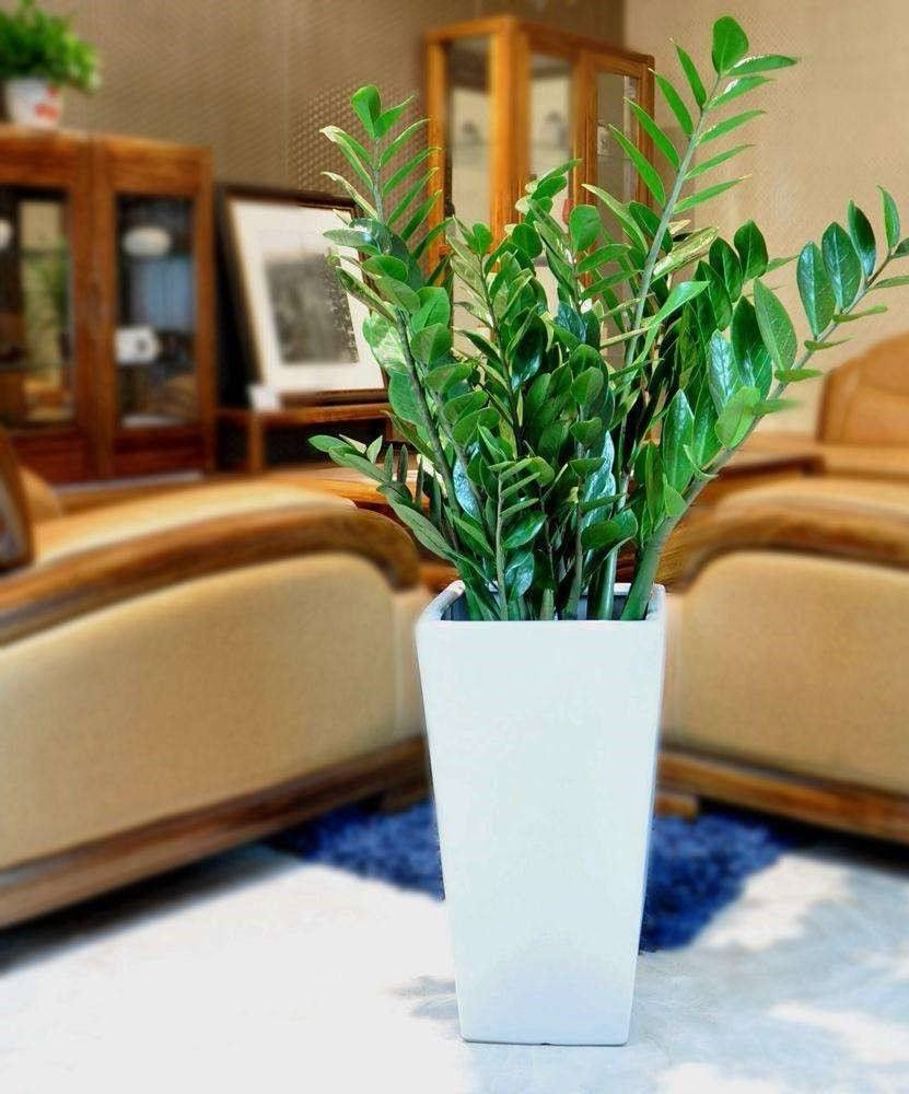 金钱树新枝叶片发黄,金钱树叶子发黄没有光泽怎么办