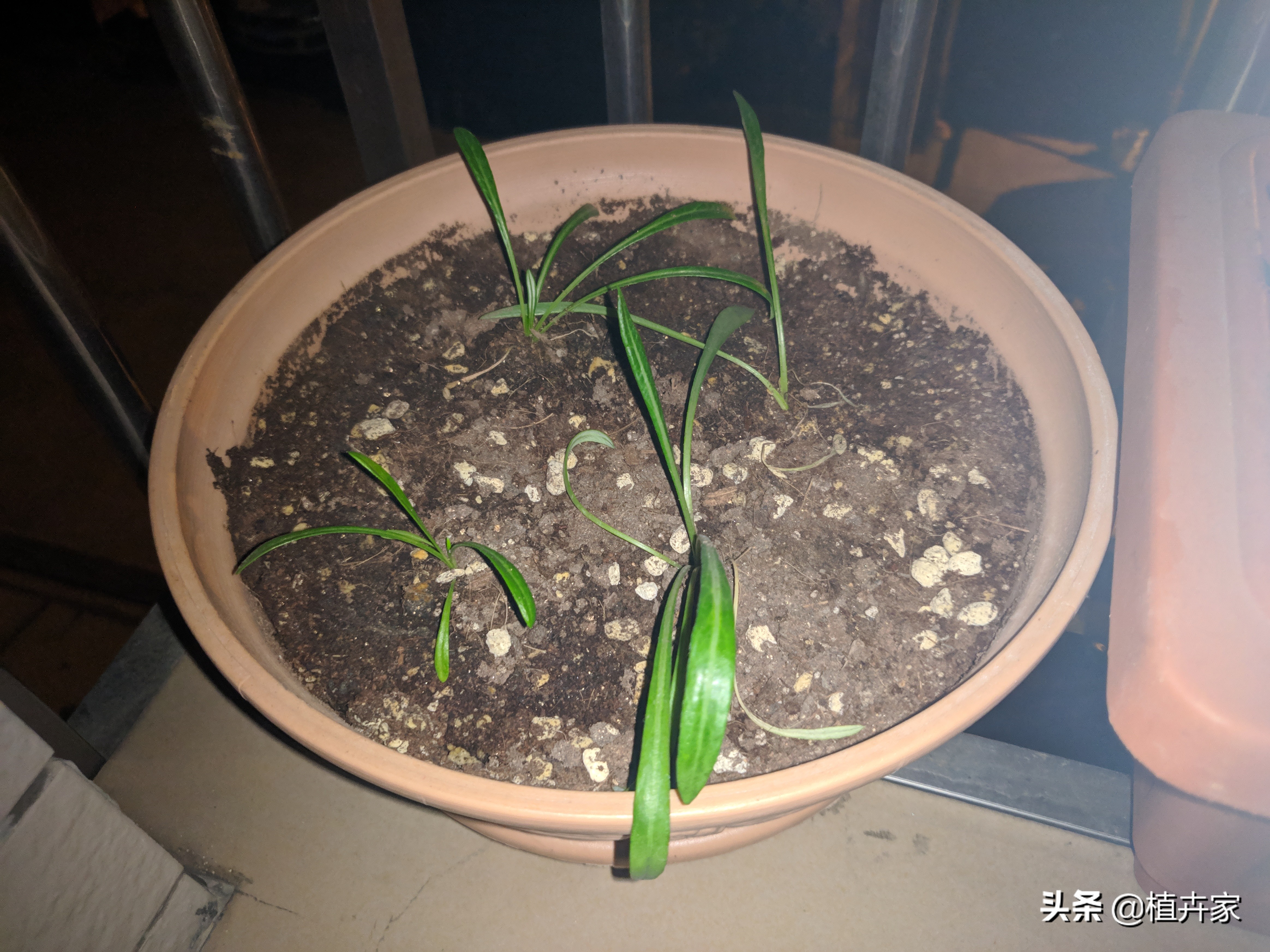 勋章菊如何养护,勋章菊出苗了怎么种