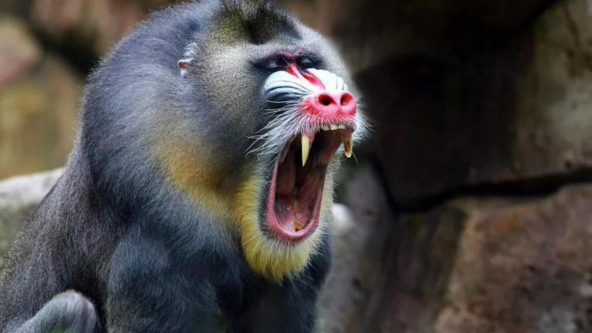 非洲山鬼，猴族*物尤**—山魈，并非鬼怪，而是现实版的“美猴王”