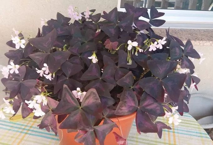 紫色幸运草怎么养才好看,紫色幸运草的盆栽方法什么季节种