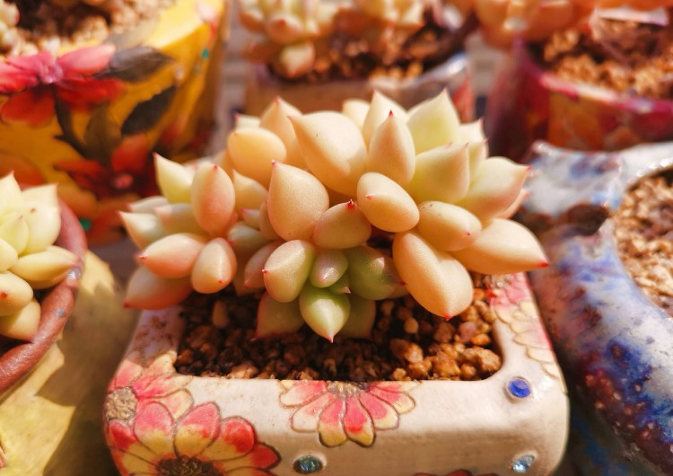 养多肉注意事项,养多肉的感悟熬过冬季