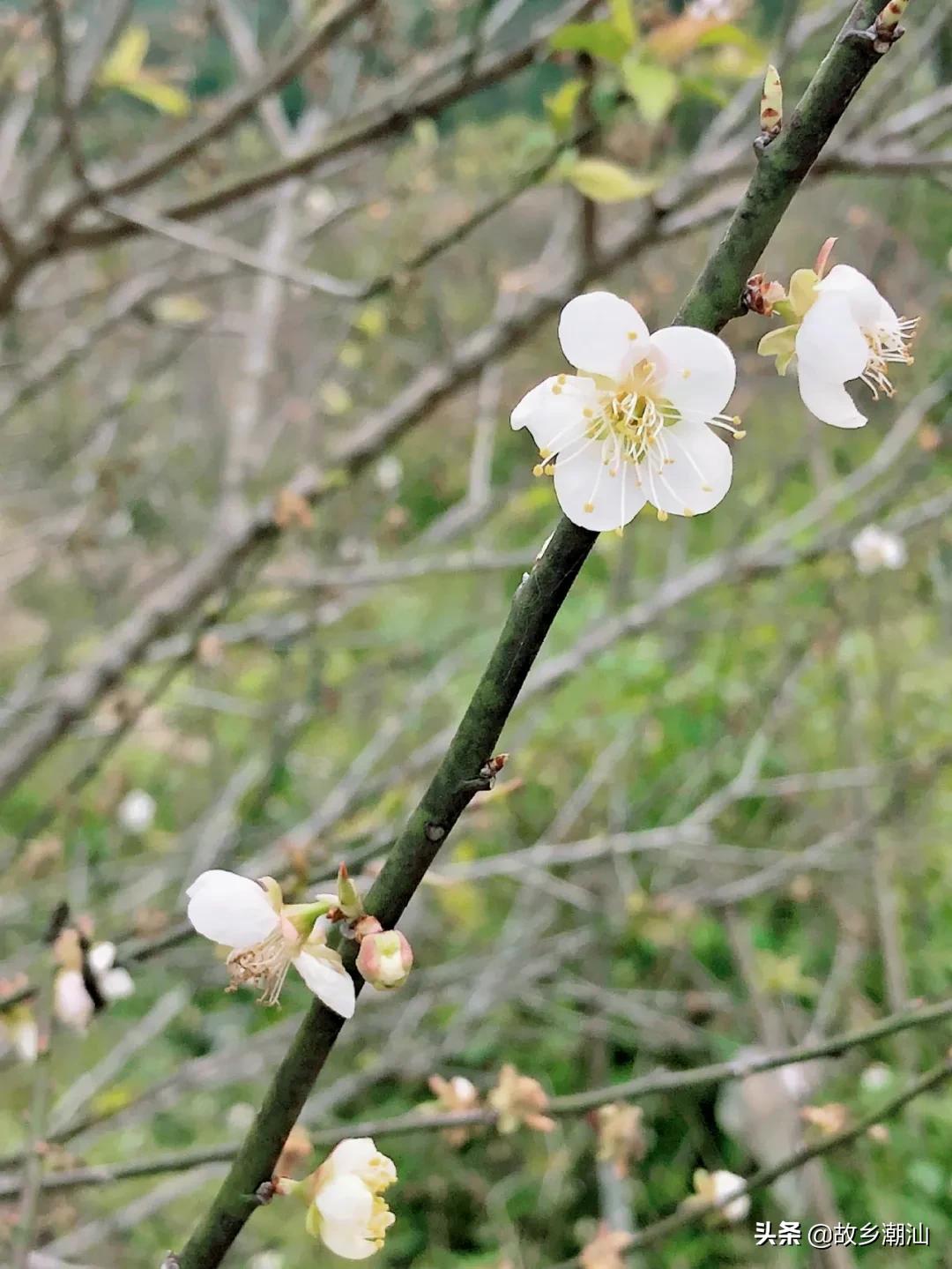 潮汕海山风情图片,饶平海山风情