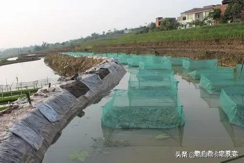 被大量养殖的摇钱树,养殖摇钱树