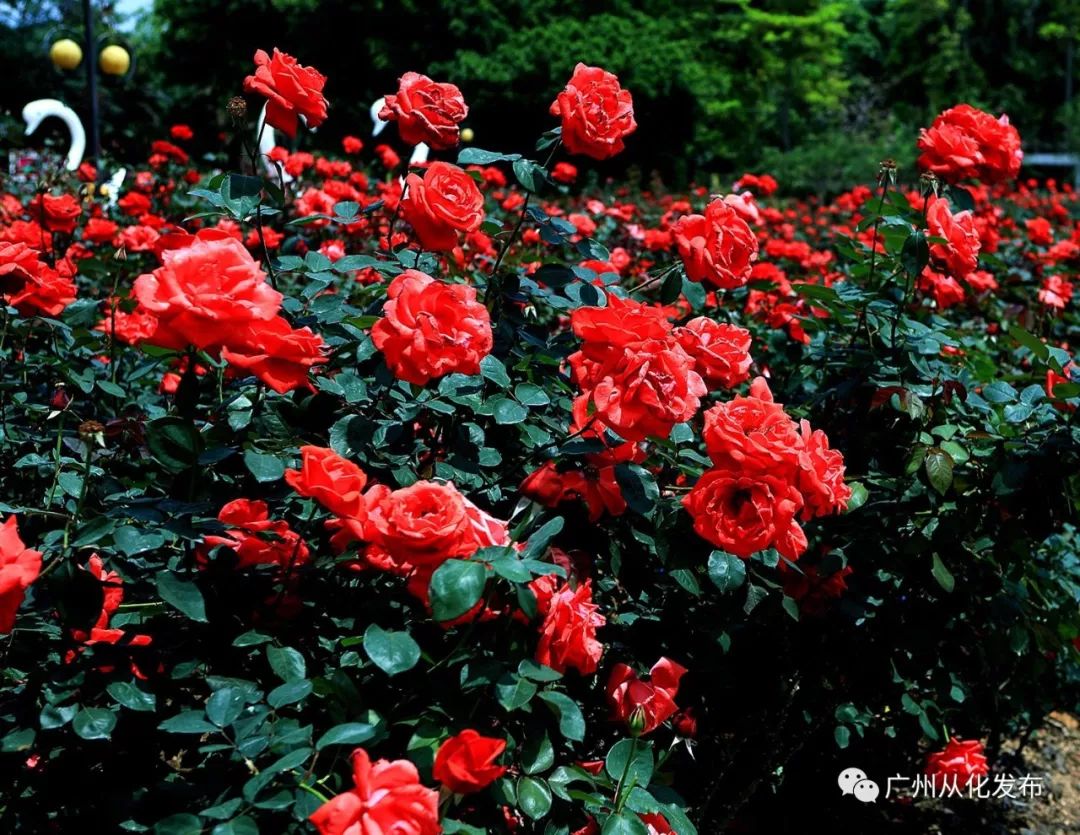 这个暑假去哪个地方玩不热,这个季节去从化有什么好玩的