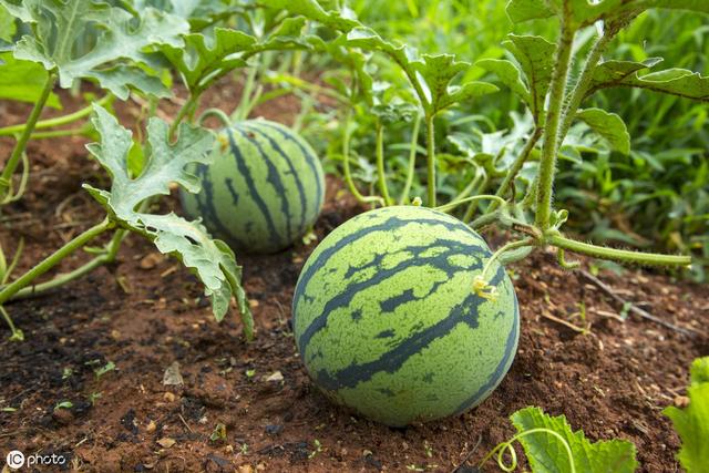 西瓜茎蔓开裂是什么病,西瓜茎蔓枯