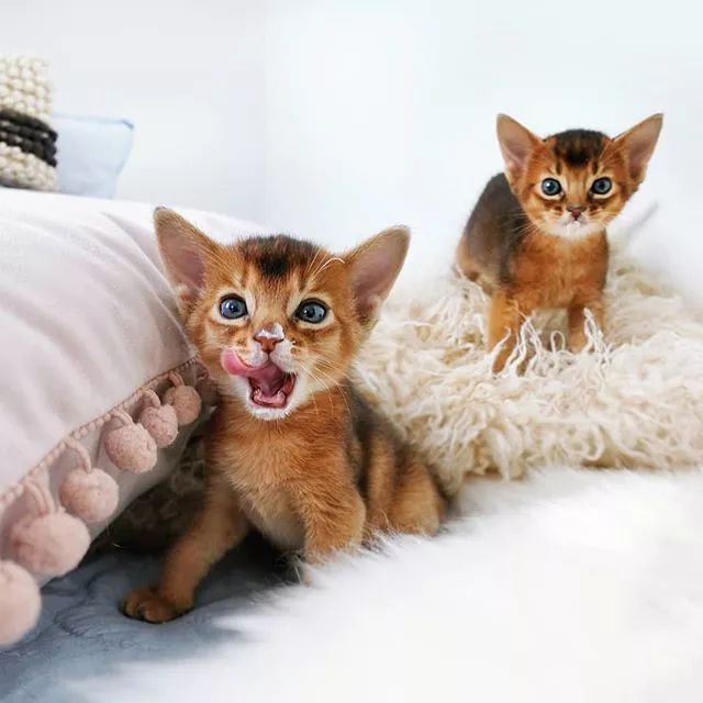 贵族阿比西尼亚猫,神秘的波斯猫