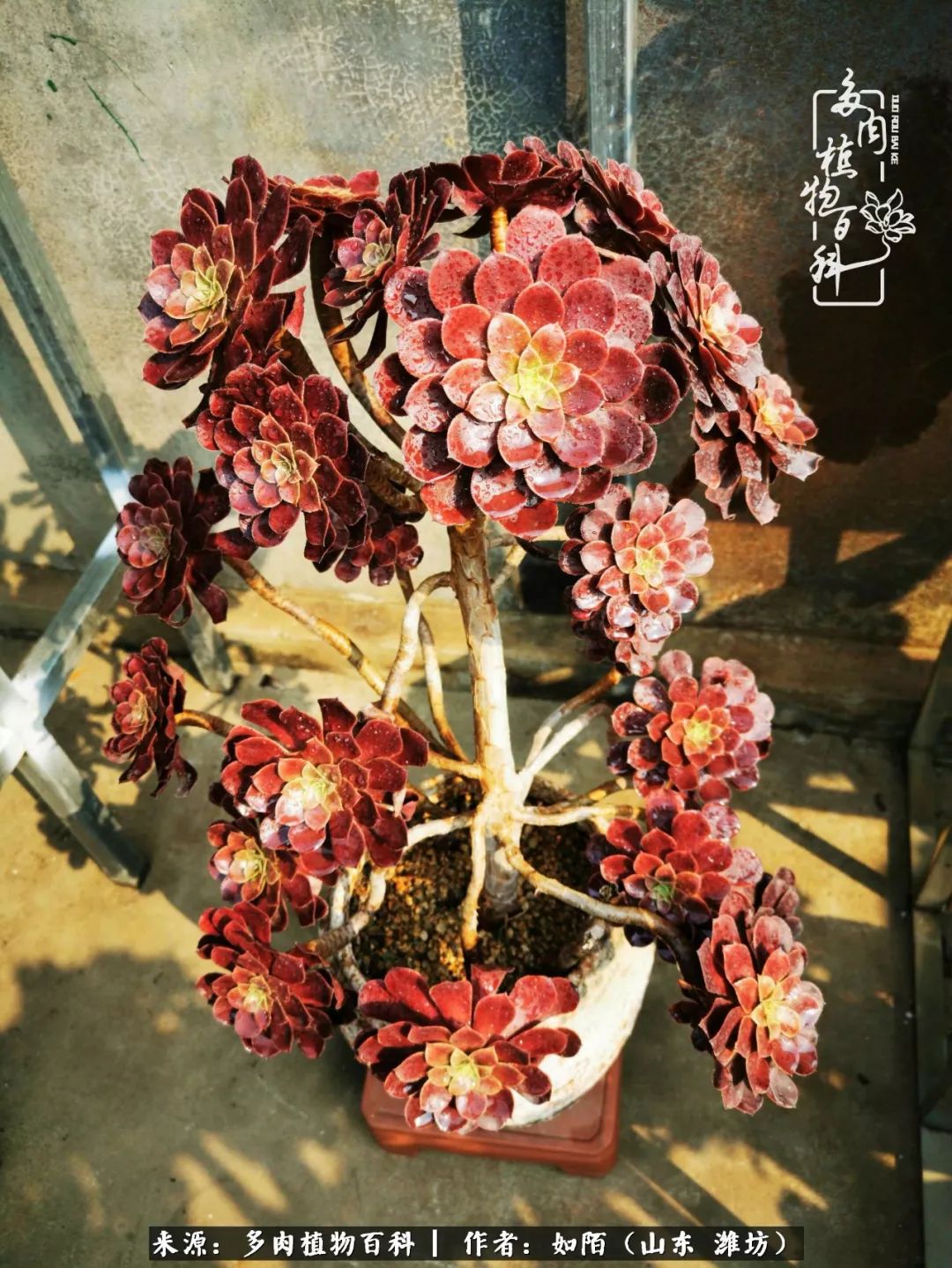 凤凰涅槃，浴火重生！多肉法师圣斗士们的秋天！（附养护经验）