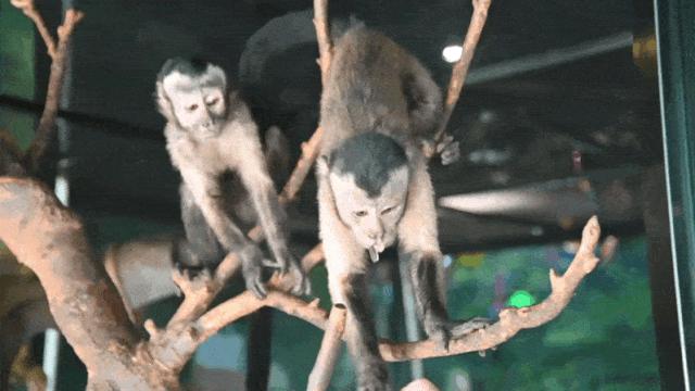 大连么么哒动物园 (大连小众动物园)