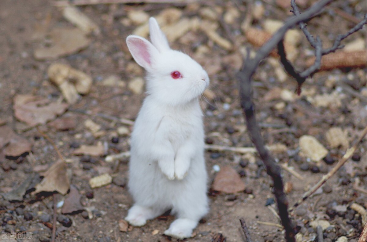 兔子不吃东西拉很小的便便怎么办