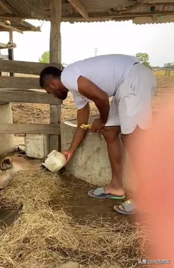 哭笑不得！哥伦比亚球星哭诉：自家母牛被瘾君子整夜“侵犯虐待”判若两牛！