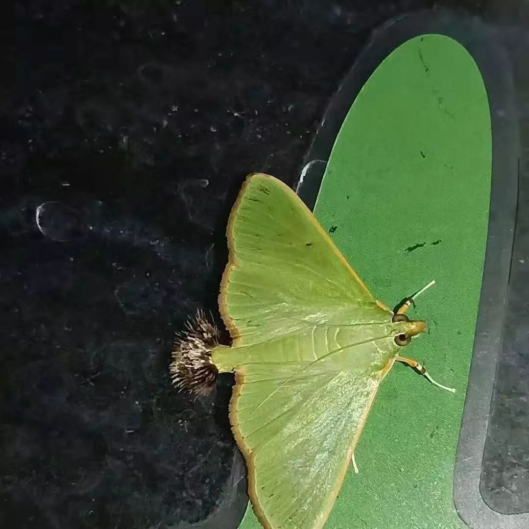 传说中的蛊虫真的有吗,传说中的扑棱蛾子