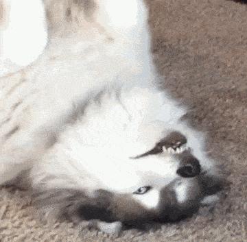 狗子绝育后的绝望,狗子绝育是不是就安稳了