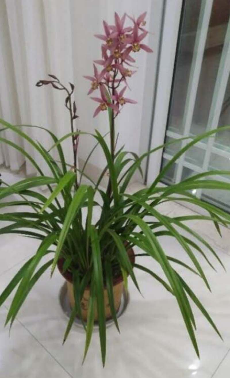 养兰花湿度和温度产生矛盾怎么办,小妙招解决兰花浇水大难题