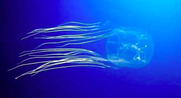 澳洲箱水母是世界上最毒的水母吗,箱形水母是最毒的动物吗