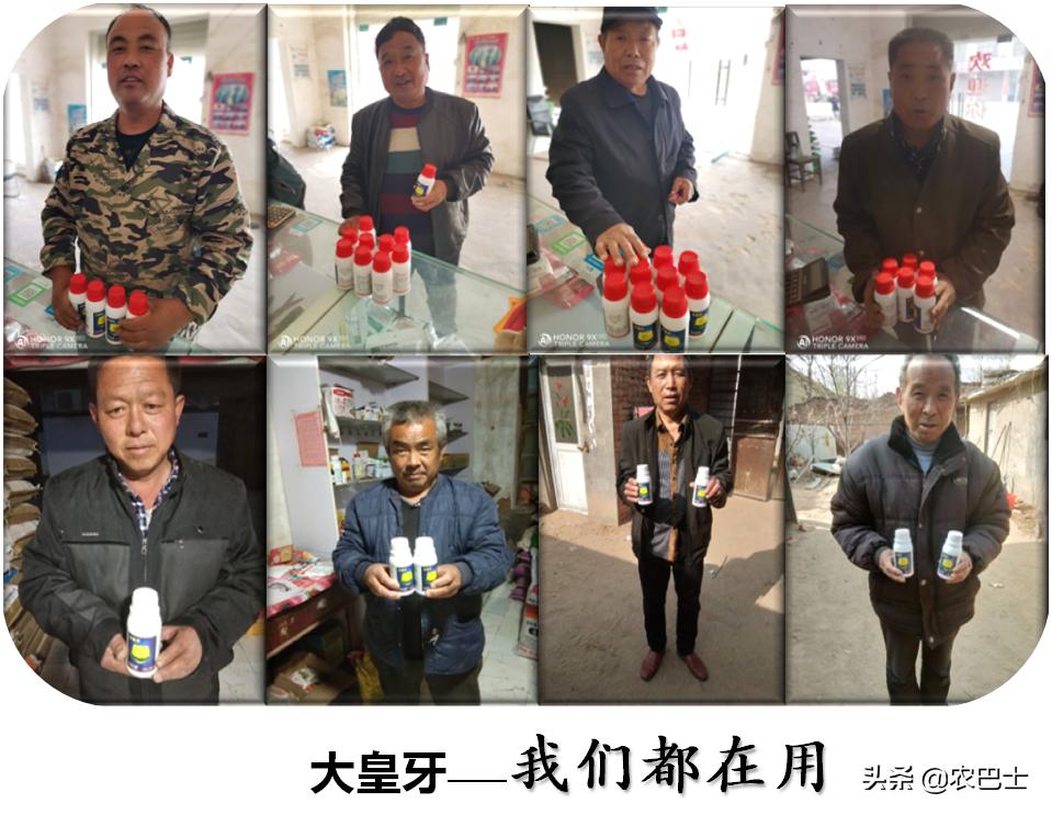 桃花虽美下一句是什么,防治桃蚜最好的药