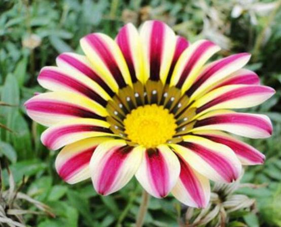 勋章菊如何养护,勋章菊好养吗