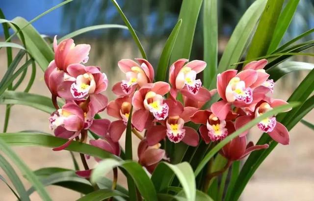 磷酸二氢钾如何使用效果最好,怎样的磷酸二氢钾才是真的