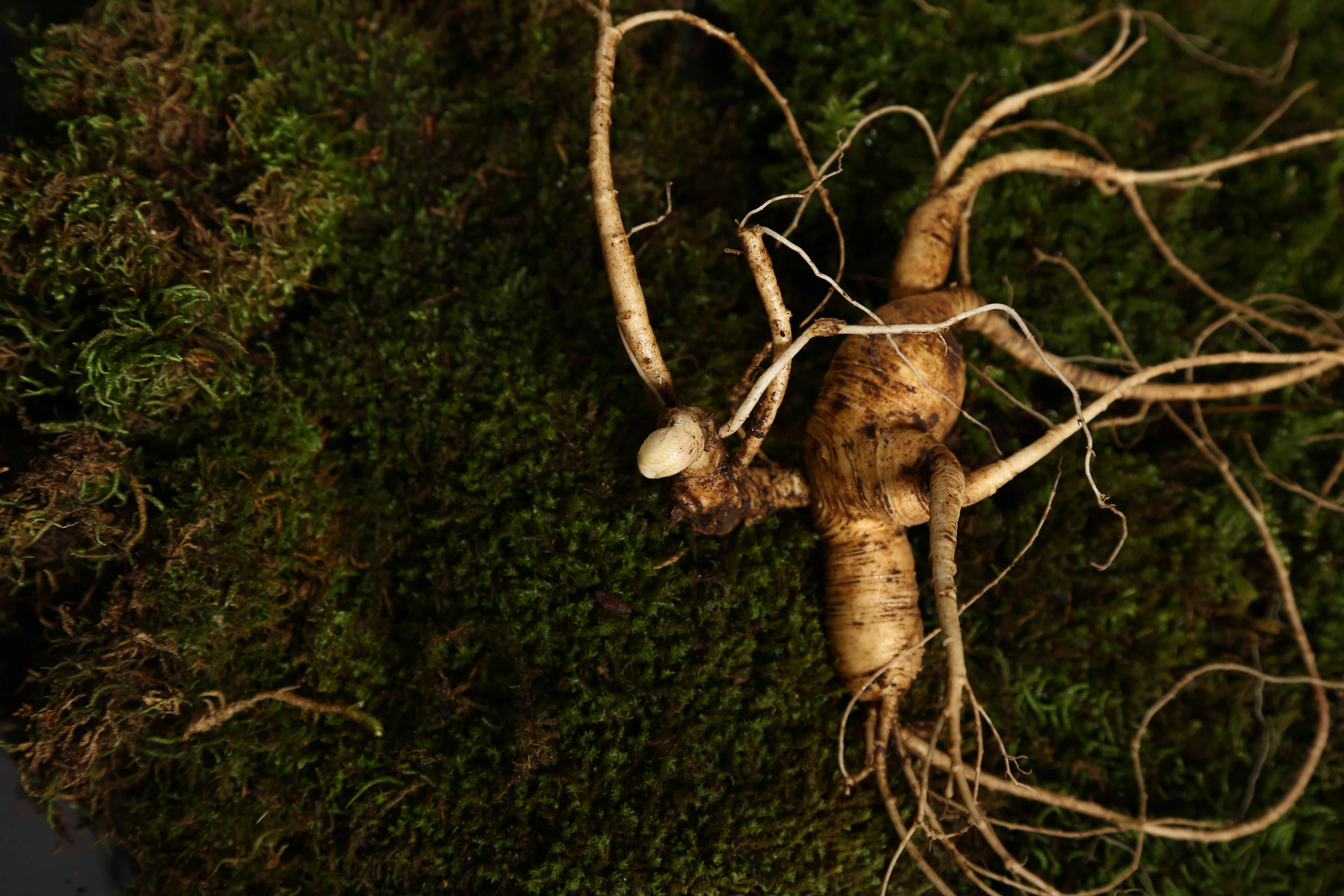 鲜参怎么保存,鲜参怎么保存放盒子