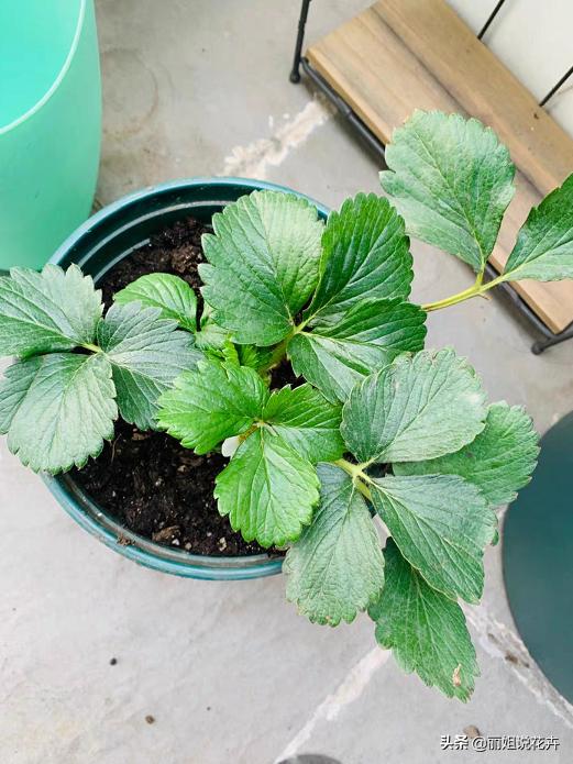 盆栽草莓怎么打红蜘蛛,盆栽草莓长了红蜘蛛怎么治