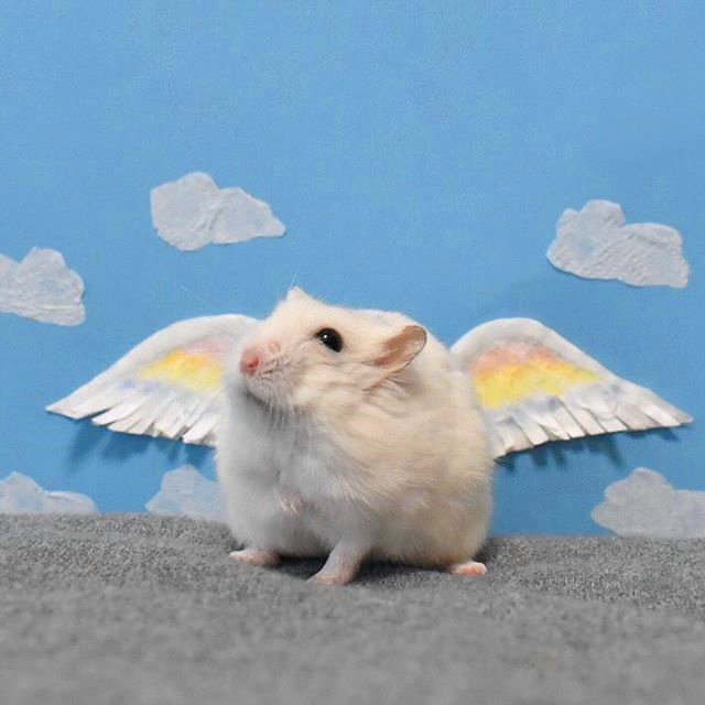 仓鼠为什么会越狱会爬上笼子呢,仓鼠逃出笼子被发现时逗主人开心