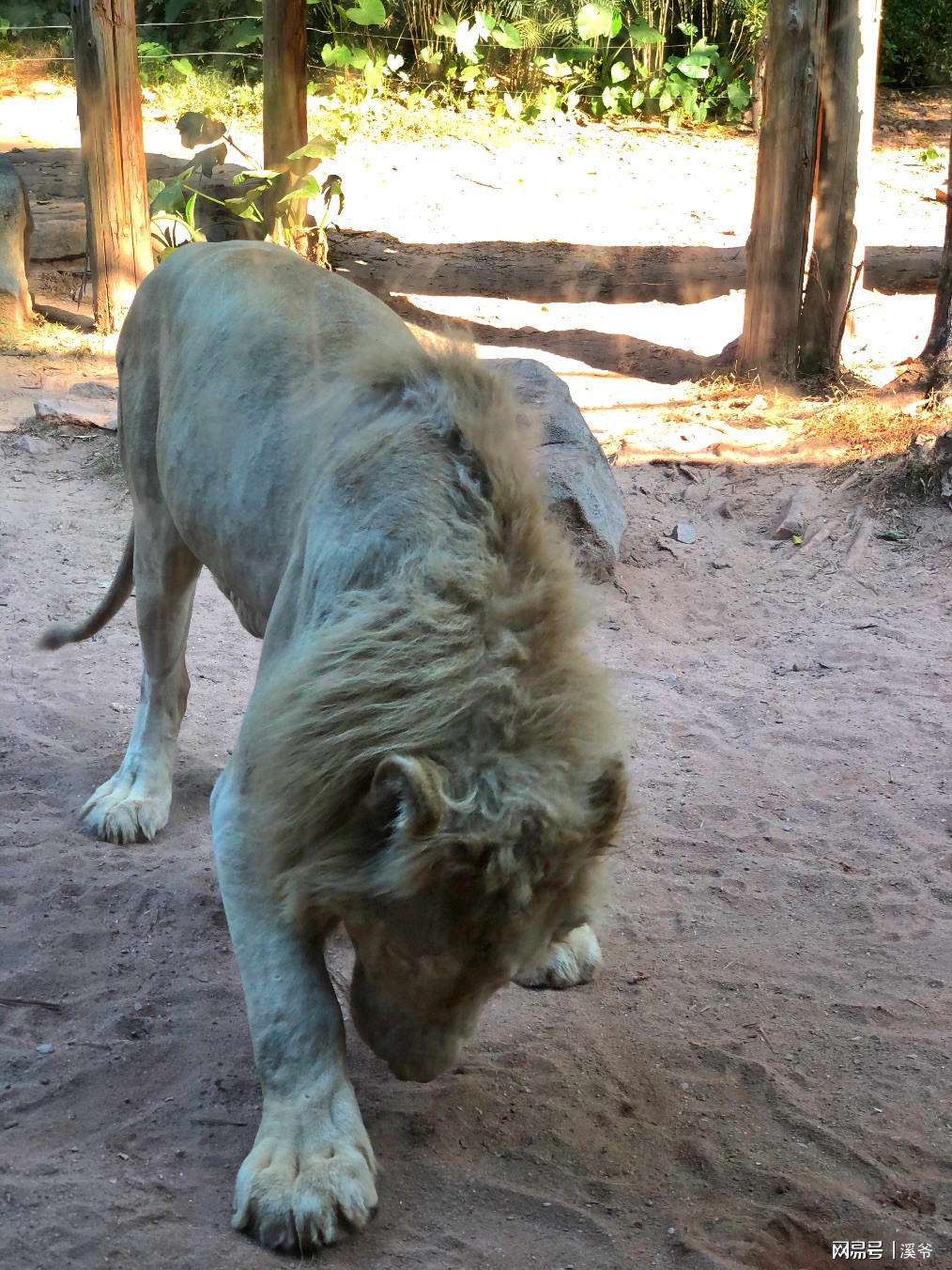 打卡国内热门榜1亲子游--广州长隆旅行攻略附带震撼价格！