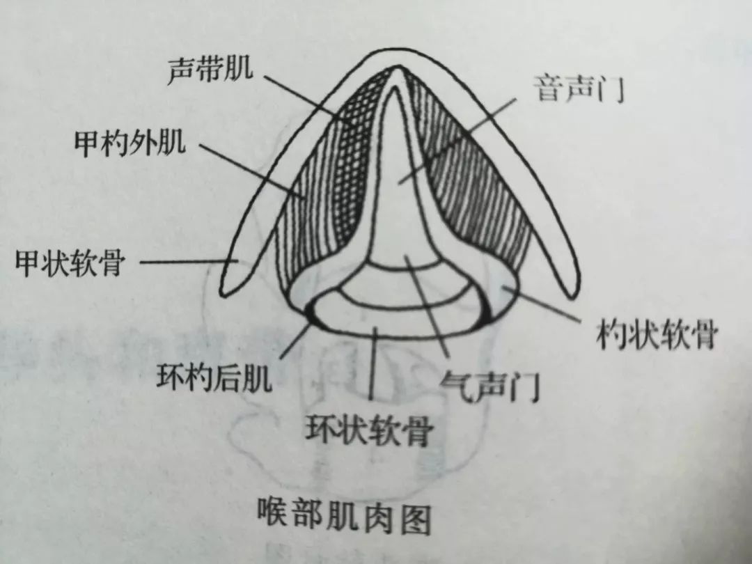 喉部发紧怎么解决,声音集中在喉头怎么改善