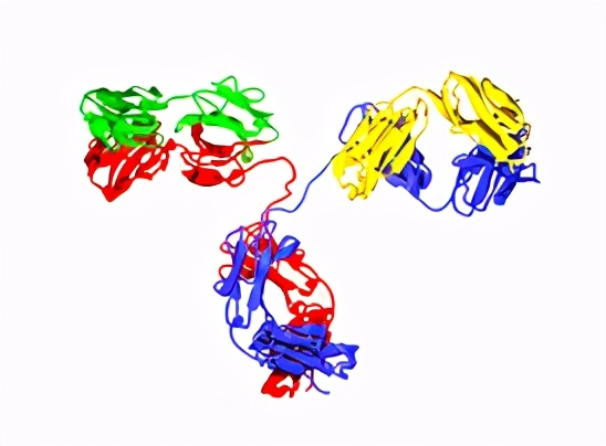 甲状腺免疫球蛋白营养素补充,免疫球蛋白复合营养素
