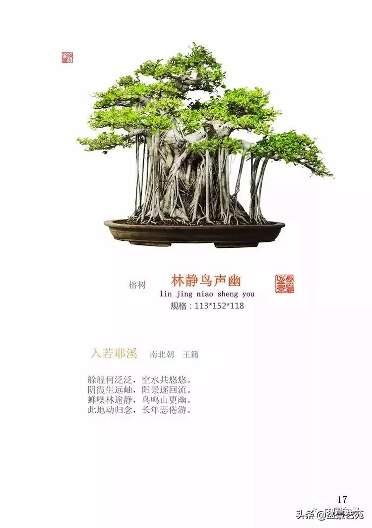 陈文图榕树欣赏,陈文图盆景