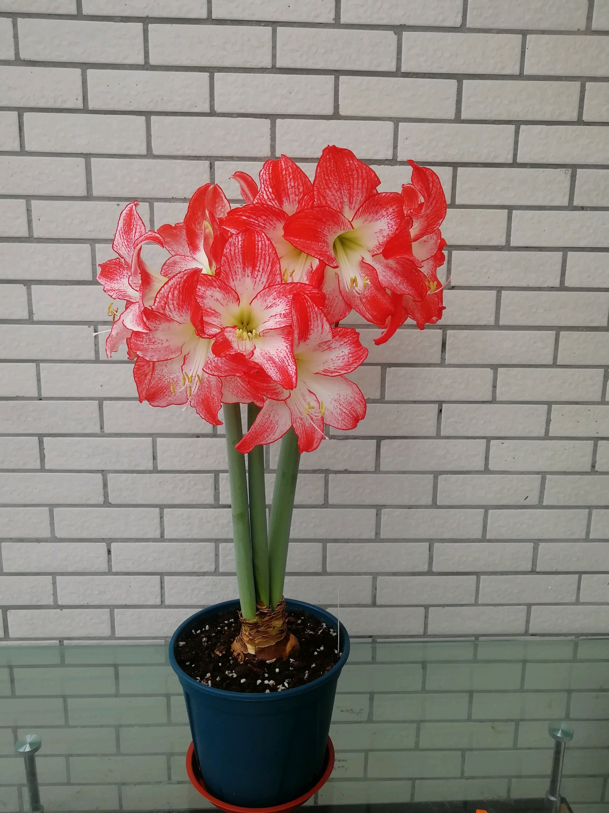 单瓣朱顶红品种最像鬼魅,朱顶红仙气品种